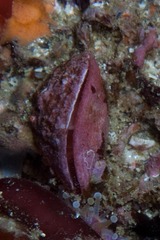 Brachiopoda