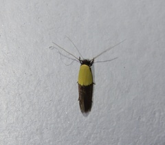 Opogona dimidiatella