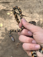 Siphlophis cervinus
