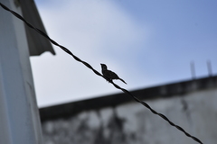 Passer montanus malaccensis