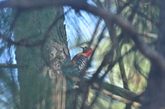 Dendrocopos hyperythrus