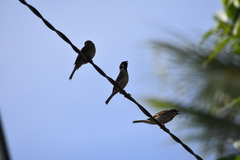 Passer montanus malaccensis