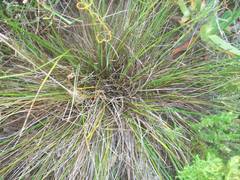 Pseudopentameris macrantha