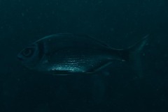 Boopsoidea inornata