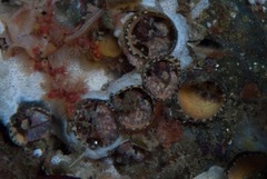 Thylacodes natalensis