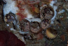 Thylacodes natalensis