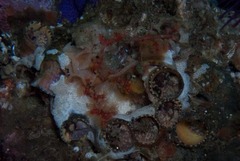 Thylacodes natalensis