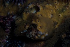 Chalaroderma ocellata