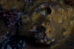Chalaroderma ocellata