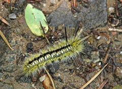 Lophocampa mixta