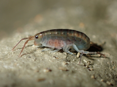 Bellorchestia