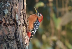 Dendrocopos hyperythrus