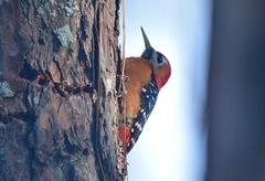 Dendrocopos hyperythrus