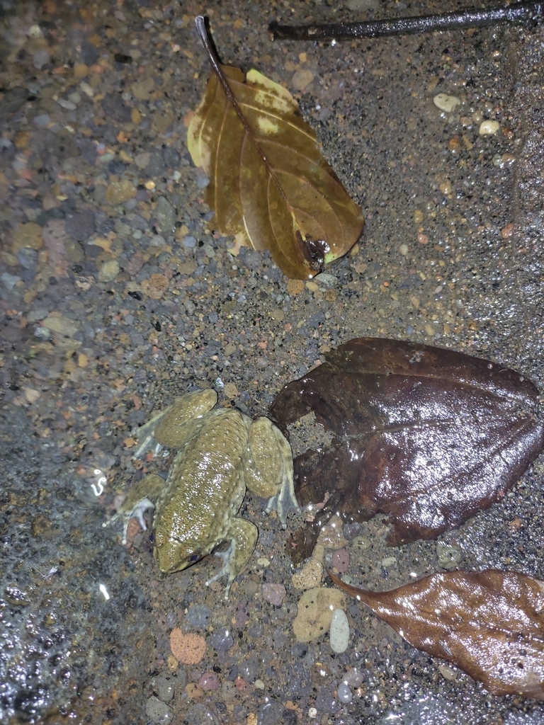 Bangkong kadarsan (Limnonectes kadarsani)