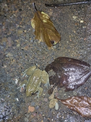 Limnonectes kadarsani