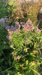 Eupatorium cannabinum
