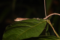 Anolis fuscoauratus