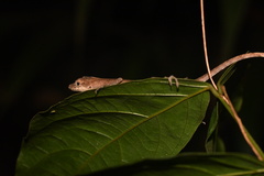 Anolis fuscoauratus