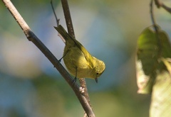 Sylviparus modestus