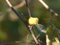 Sylviparus modestus