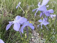 Ipomopsis longiflora
