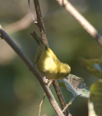 Sylviparus modestus