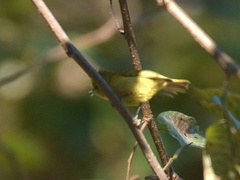 Sylviparus modestus