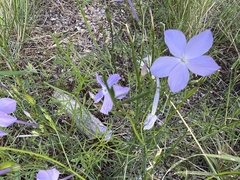 Ipomopsis longiflora