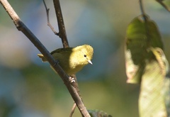 Sylviparus modestus