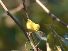 Sylviparus modestus
