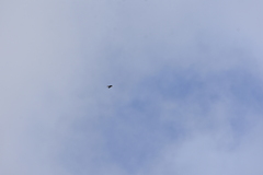Aerodramus germani germani