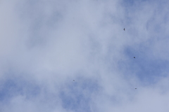 Aerodramus germani germani