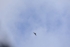 Aerodramus germani germani
