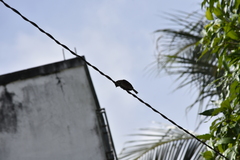 Passer montanus malaccensis