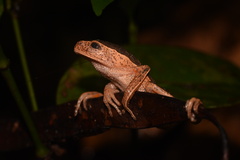 Pithecopus palliatus