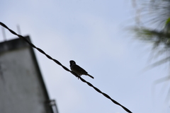 Passer montanus malaccensis