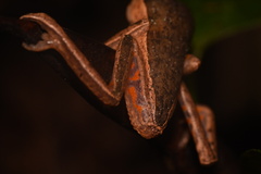 Pithecopus palliatus