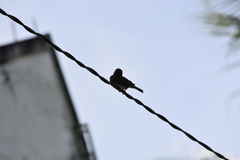 Passer montanus malaccensis