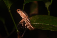 Pithecopus palliatus