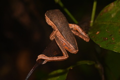 Pithecopus palliatus