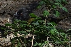 Pipilo maculatus macronyx