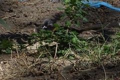 Pipilo maculatus macronyx