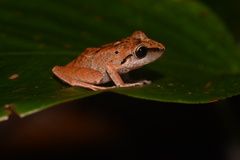 Pristimantis reichlei