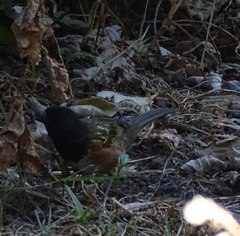 Pipilo maculatus macronyx