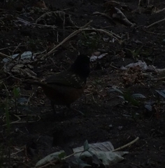 Pipilo maculatus macronyx