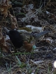 Pipilo maculatus macronyx