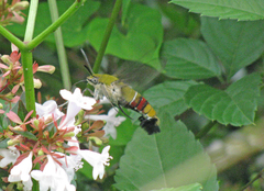 Cephonodes hylas hylas