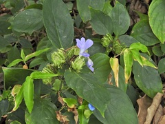 Barleria strigosa