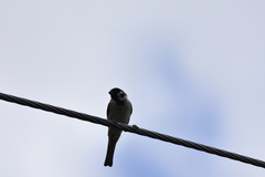 Passer montanus malaccensis