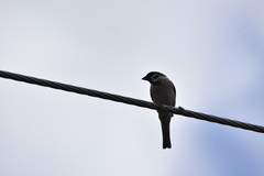 Passer montanus malaccensis